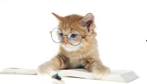 娱乐吃瓜君与猫,揭秘娱乐圈的萌宠生活